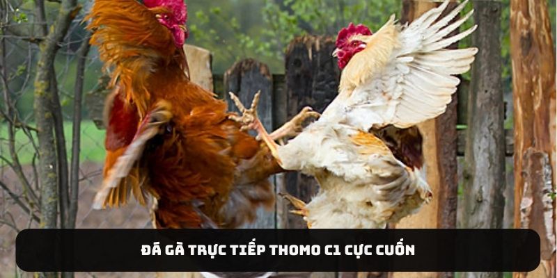 Đá gà trực tiếp Thomo C1 cực cuốn