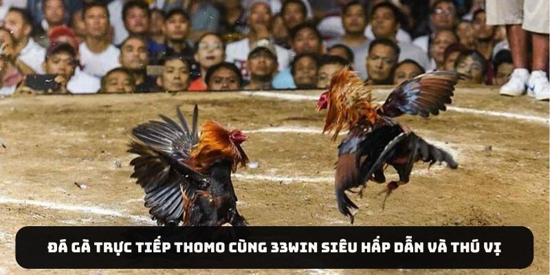 Đá Gà Trực Tiếp Thomo Cùng 33WIN Siêu Hấp Dẫn Và Thú Vị