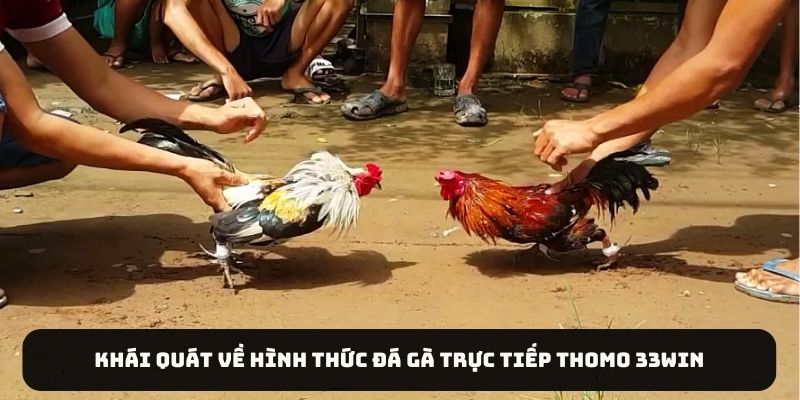 Khái quát về hình thức đá gà trực tiếp Thomo 33WIN