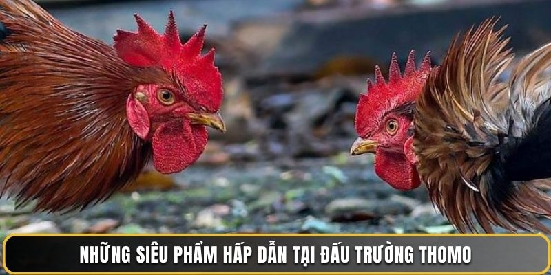 Những siêu phẩm hấp dẫn tại đấu trường Thomo