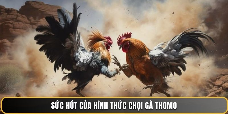 Sức hút của hình thức chọi gà Thomo