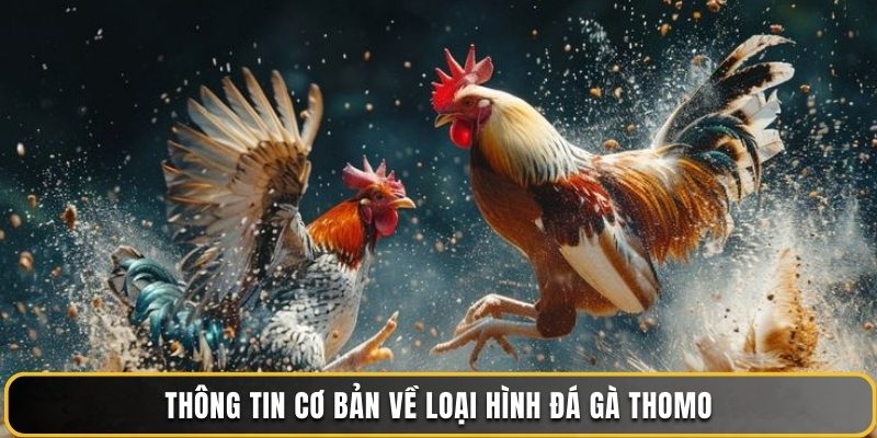 Thông tin cơ bản về loại hình đá gà Thomo