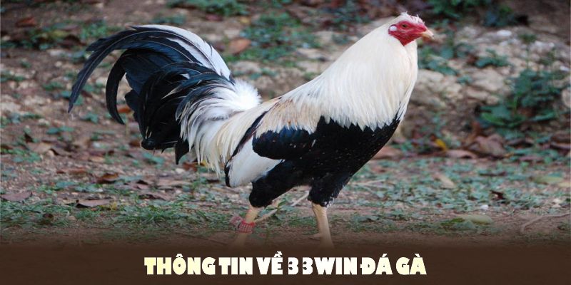 Tìm hiểu thông tin về 33WIN đá gà cho hội viên nắm bắt
