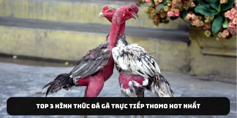 Top 3 hình thức đá gà trực tiếp Thomo hot nhất